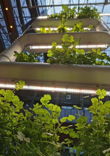 jardin hydroponique en ville