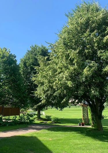 nice beautiful trees