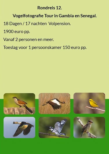 Flyer Rondreis 12 – 18-daagse vogelfotografie tour in Gambia en Senegal. Volpension. Prijs vanaf €19