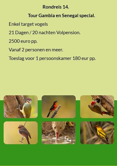 Flyer Tour 14 – 21-day bird photography tour in Gambia, Senegal & Niokolo-Koba NP. Full board. Price