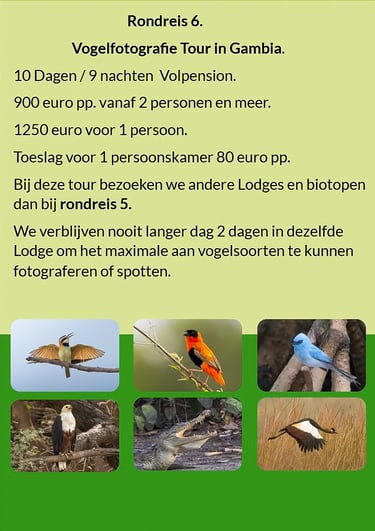 Flyer Rondreis 5 – 10-daagse vogelfotografie tour in Gambia. Volpension. Prijs vanaf €900 p.p. Inclu