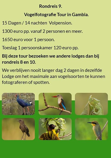 Flyer Rondreis 9 – 15-daagse vogelfotografie tour in Gambia en Senegal. Volpension. Prijs vanaf €130