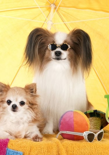 Dos perros, uno chihuahua y un papillon, se relajan sobre una toalla de playa bajo una sombrilla