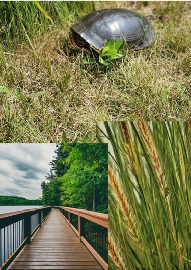 Representative image of field grass, turtle, and boardwalk