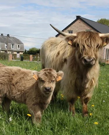 Jeune veau Highland Cattle gris dans les pâturages du Domaine de Chôdes