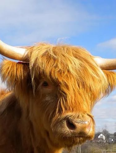 Vache Highand Cattle