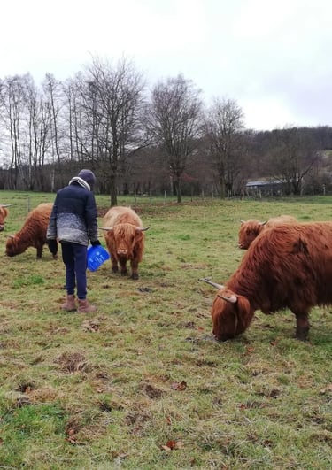troupeau Highland Cattle