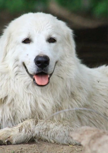 Ciro, perro Pastor Maremmano-Abruzzese adulto en el campo