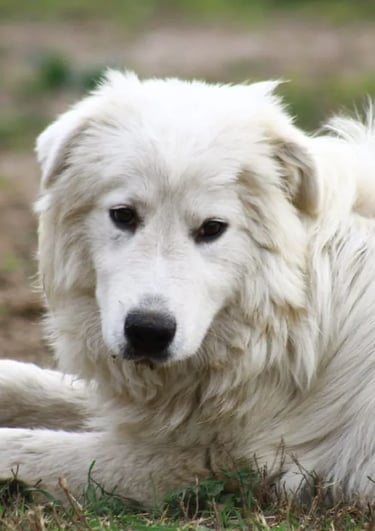 Camada de cachorros Pastor Maremmano-Abruzzese