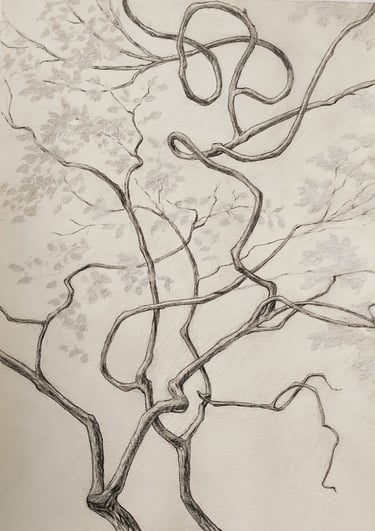 Graphite silverpoint and Ink drawing of a slender tree in early spring 