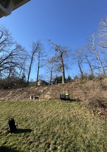 tree-removal-services