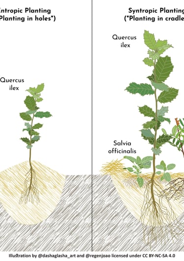 agrossilvicultura-ilustracao-metodos-plantio-dashaglasha