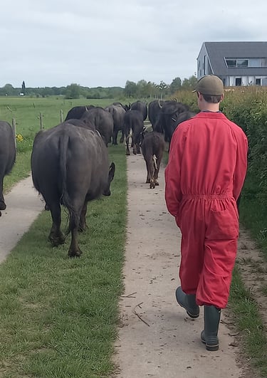 Paardencoach bij Boer n Buffel Deventer