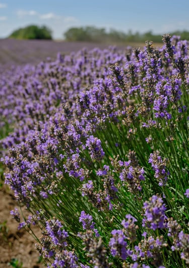 Lavandula Angustifolia grown in Bulgaria, source of Hyra's lavender essential oil and water