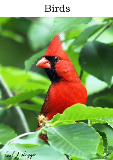 bird, northern cadinal