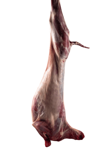 Halal-certified mutton carcass—cleanly processed and packed for export with strict hygiene standards