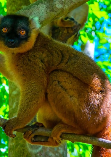 a brown lemur lemur lemur lemure lemure lemur