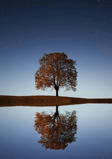 arbre sur ciel étoilé