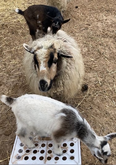 A Navajo-Churro Sheep with a goat kid standing on her and another goat kid in front of her
