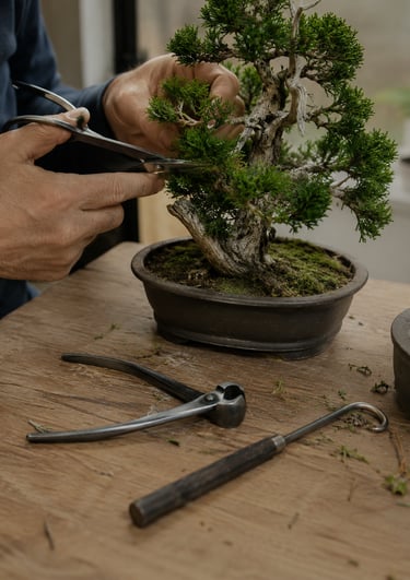 A person carefully pruning a green juniper bonsai tree using specialized shears and traditional tools.