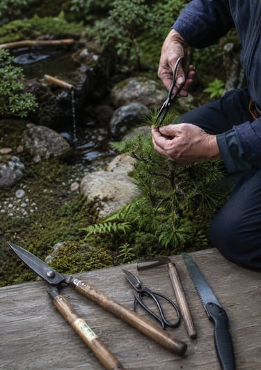 A gardener uses traditional Japanese pruning shears to shape a bonsai pine tree in a zen garden.