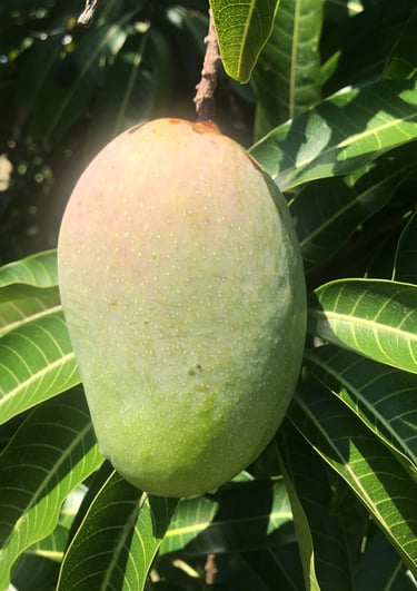 Kesar mango.
