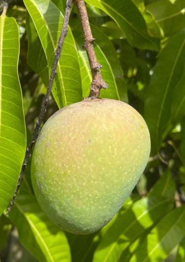 Alphonso Mango aka Haapus