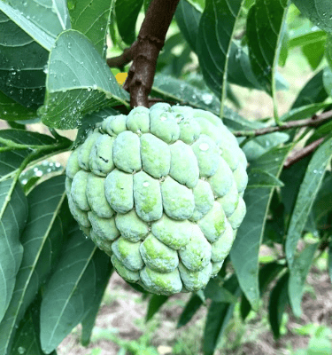 Custard apple fruit or Seetaphal