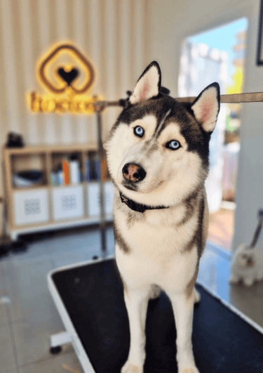 peluquería canina valdespartera