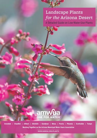 A hummingbird hovers near pink blossoms on a guide for low-water-use landscape plants for the Arizona desert.