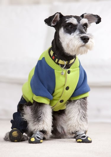 Un Schnauzer miniatura que lleva puesta una chaqueta de forro para perros azul y verde lima y botas
