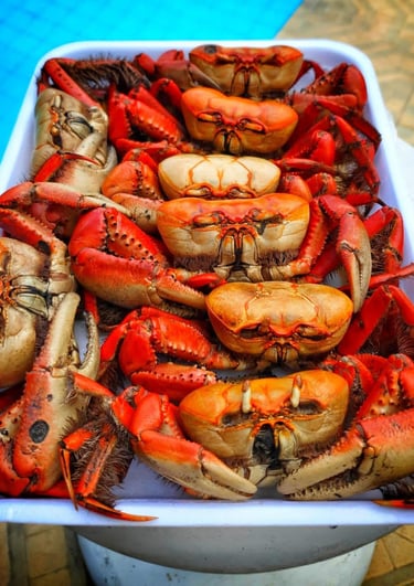 caranguejos pré cozidos