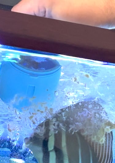 A person using a fish feeder to dispense food for a striped saltwater fish in a home aquarium.