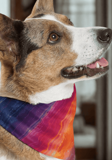 a dog wearing a bandana collar