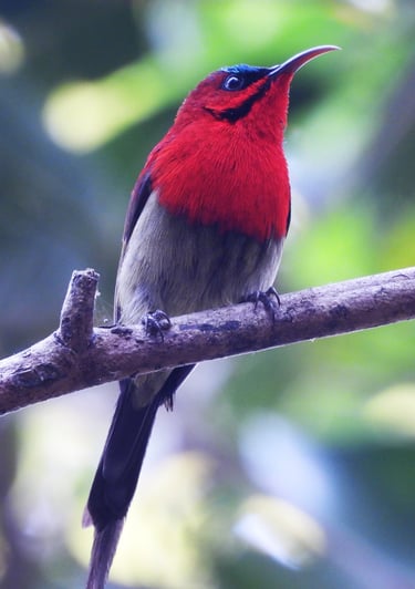 biodiversity in Bardiya Park