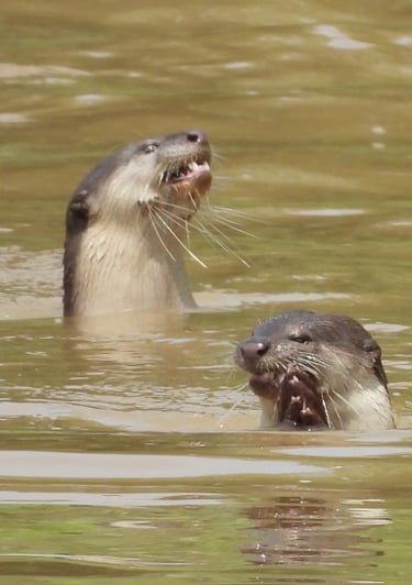 otters fishing