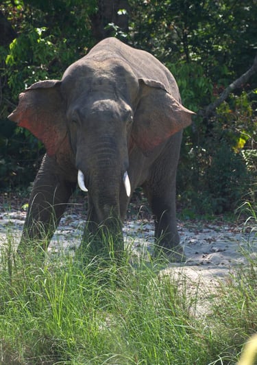 elephant ready to charge