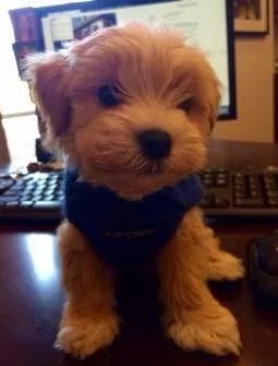 teacup maltipoo standing on a table