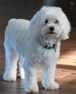 white dog standing on the floor 
