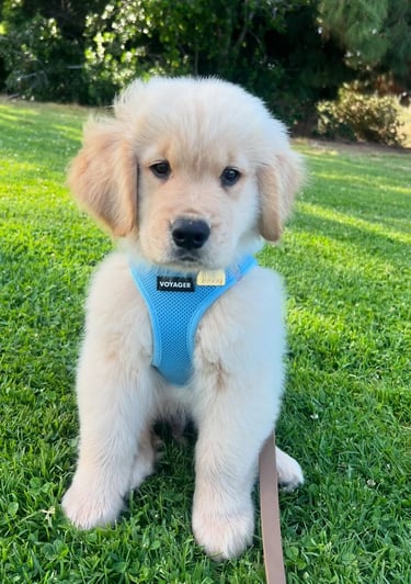 Golden retriever Puppies for Sale