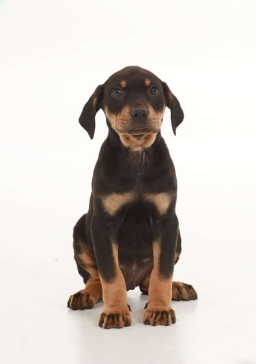 Puppies for Sale