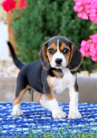 Puppies for Sale