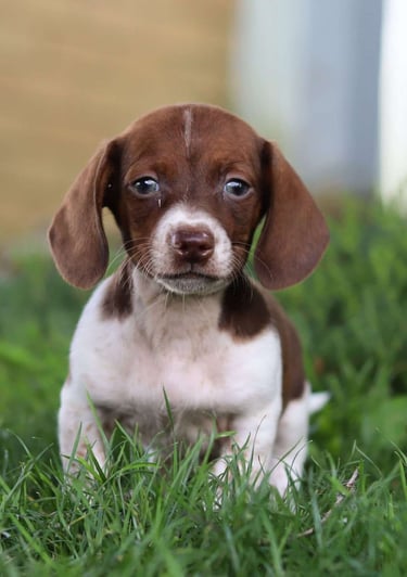 Puppies for Sale