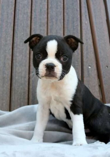 Puppies for Sale