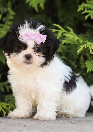 Puppies for Sale