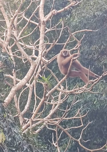 Gibbon, Chumphon