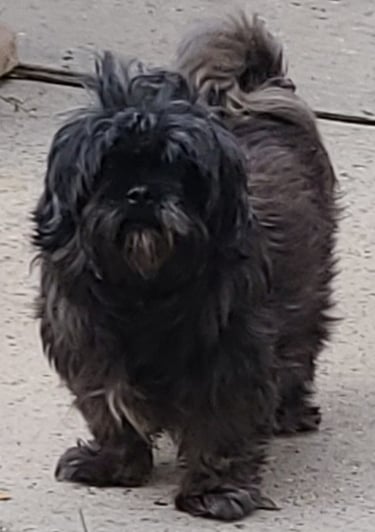 Brown Shih Tzu dog standing on side walk in texas