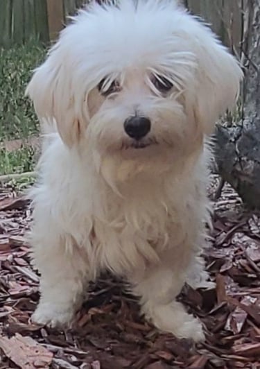 White Maltese Dog standing in grass in texas