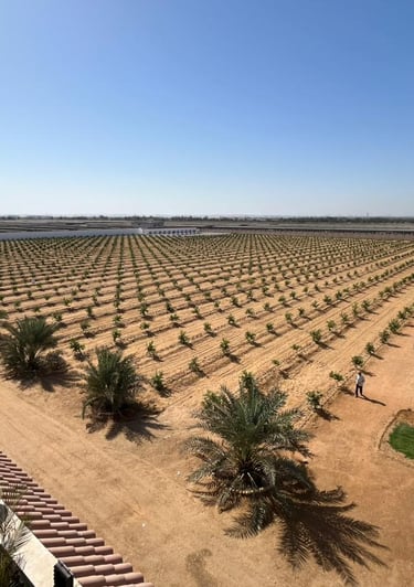 Aerial view of a vast agricultural plantation with rows of young trees and palm trees in a desert landscape.