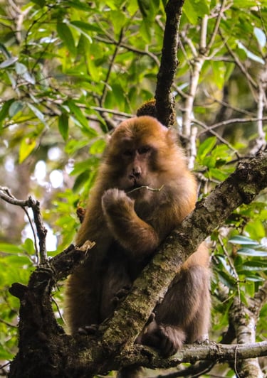 1 day hike, short hike, kathmandu, nepal, jamacho gumba